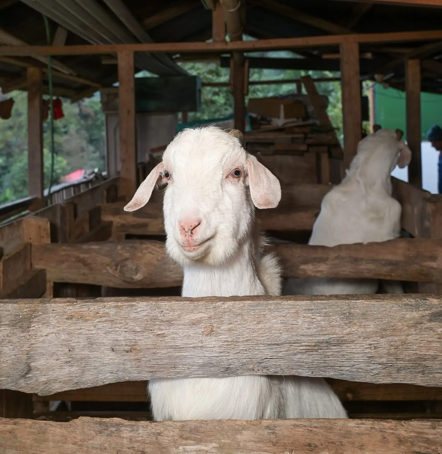 Farm goat